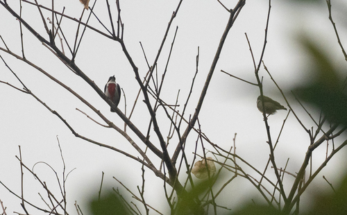 Black-belted Flowerpecker (Dicaeum haematostictum), photo 4