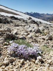 Phlox condensata