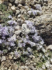 Phlox condensata
