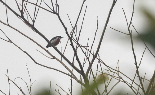 Black-belted Flowerpecker (Dicaeum haematostictum), photo 7