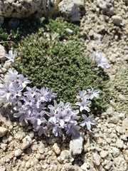 Phlox condensata
