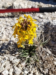 Erysimum perenne