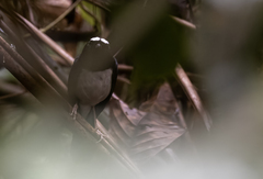 Copsychus superciliaris