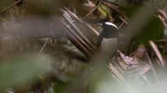 Copsychus superciliaris