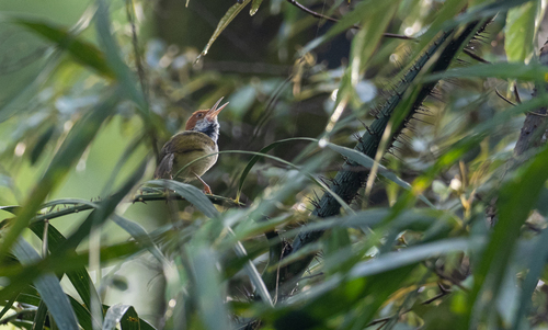 Visayan Tailorbird (Orthotomus castaneiceps), photo 3