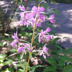 Chamaenerion angustifolium