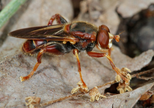 Teuchocnemis bacuntius (Walker, 1849)