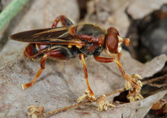 Teuchocnemis bacuntius