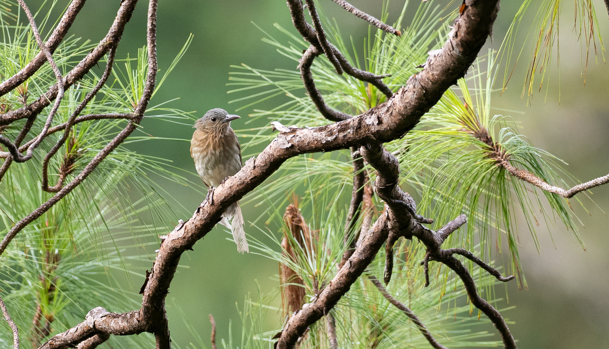 Visayan Bulbul (Hypsipetes guimarasensis), photo 10