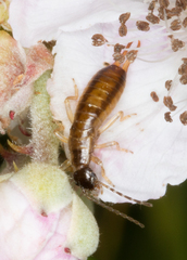 Apterygida albipennis