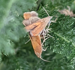 Lathronympha