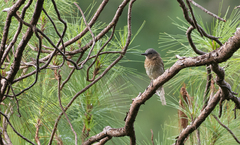 Hypsipetes guimarasensis