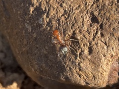 Myrmecocystus melliger