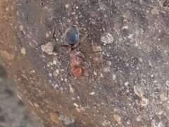 Myrmecocystus melliger