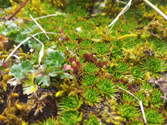 Azorella corymbosa