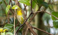 Zosterops japonicus
