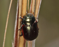 Chrysolina marginata