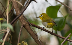 Zosterops japonicus