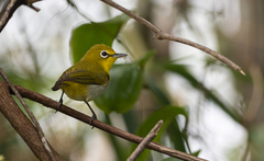 Zosterops japonicus