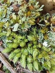 Leucobryum javense
