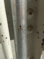 Larinioides