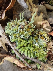 Leucobryum javense