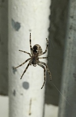 Larinioides
