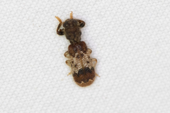 Pelonium leucophaeum