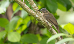 Hypsipetes guimarasensis