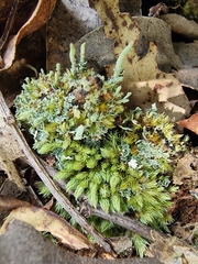 Leucobryum javense