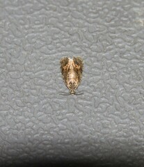 Olethreutes astrologana