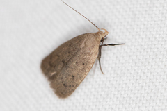 Inga obscuromaculella