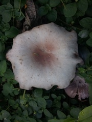 Basidiomycota