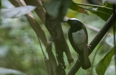 Copsychus superciliaris