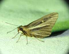 Carystoides cathaea