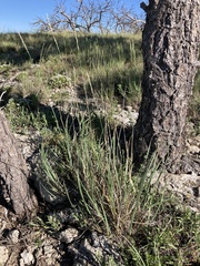 Festuca kingii