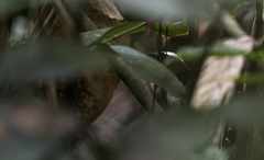 Copsychus superciliaris