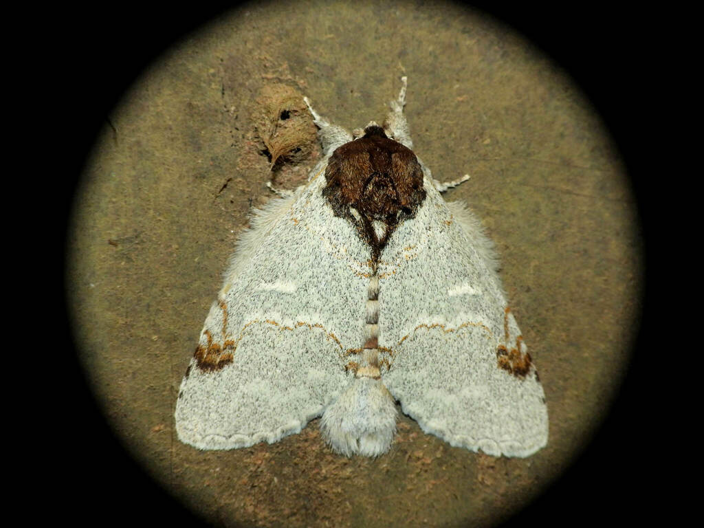 Anurocampa orousseti
