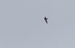 Aerodramus mearnsi