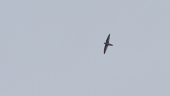 Aerodramus mearnsi