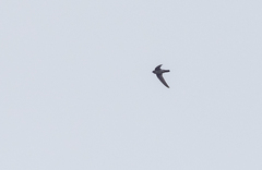Aerodramus mearnsi