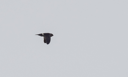 Pygmy Swiftlet (Collocalia troglodytes), photo 4