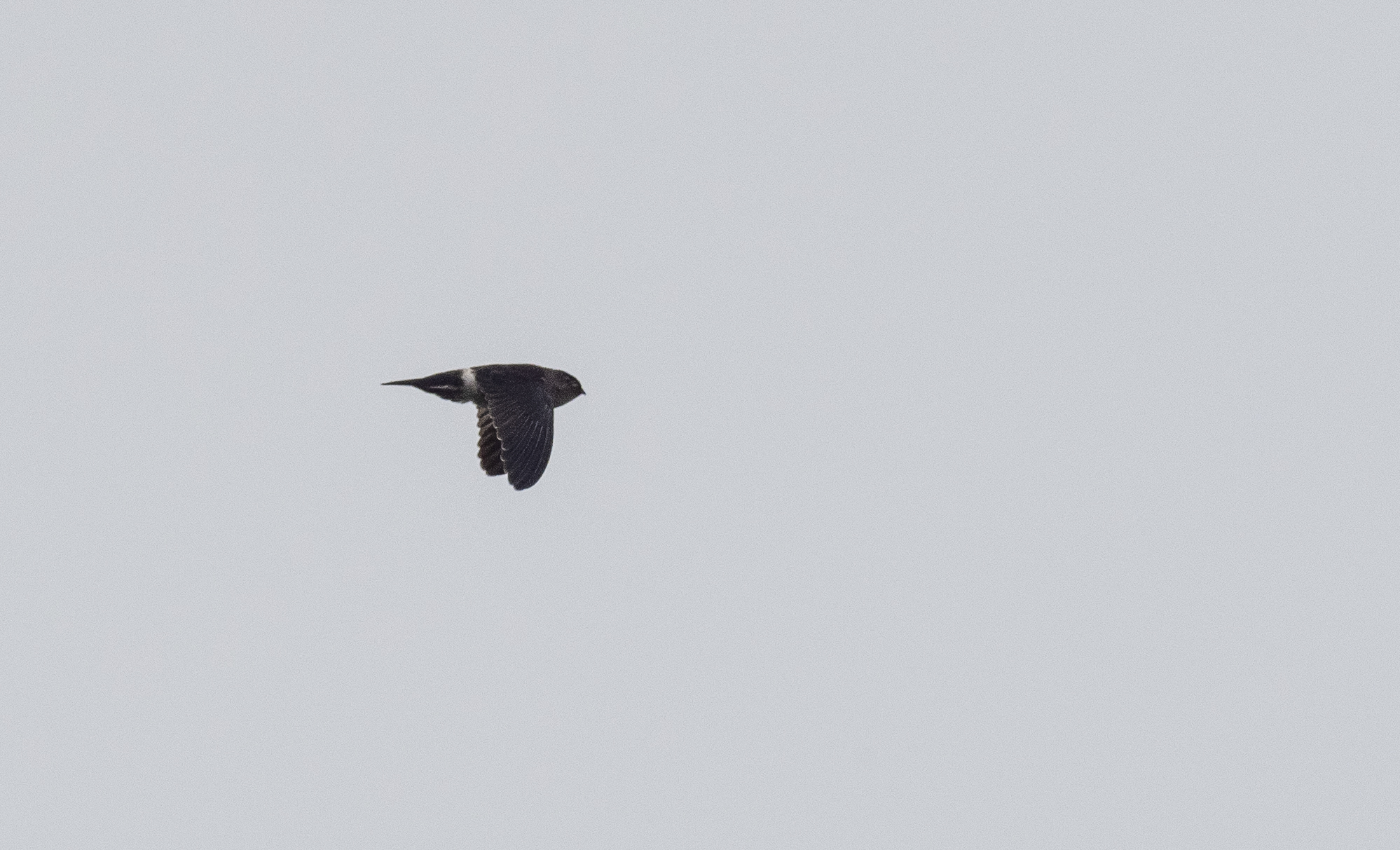 Pygmy Swiftlet (Collocalia troglodytes), photo 7
