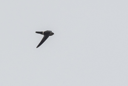 Pygmy Swiftlet (Collocalia troglodytes), photo 5