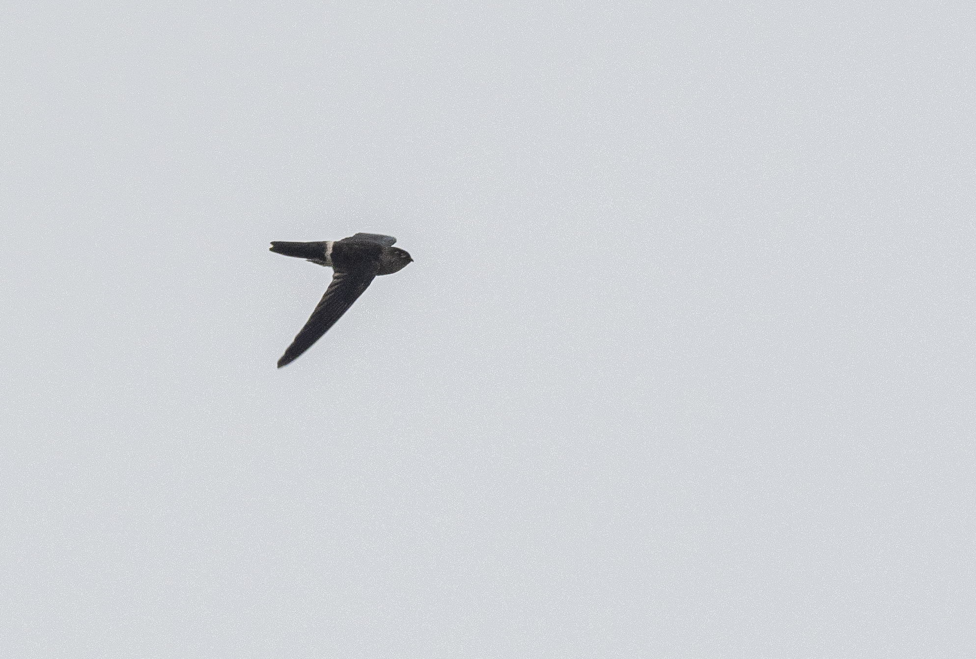Pygmy Swiftlet (Collocalia troglodytes), photo 8