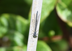 Ischnura perparva