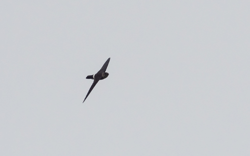 Pygmy Swiftlet (Collocalia troglodytes), photo 6