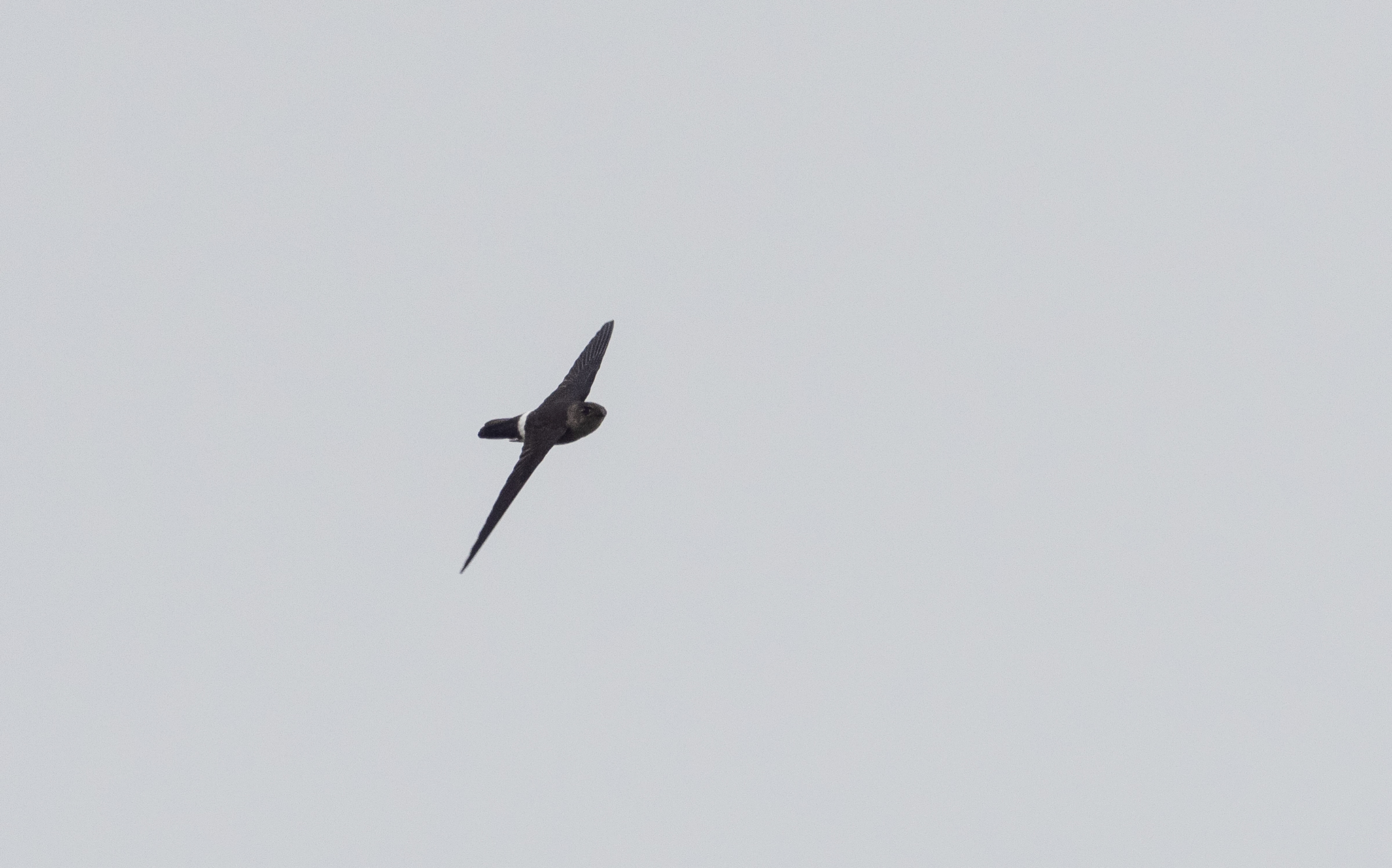 Pygmy Swiftlet (Collocalia troglodytes), photo 9