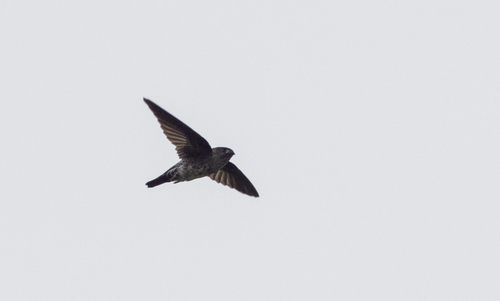 Pygmy Swiftlet (Collocalia troglodytes), photo 7