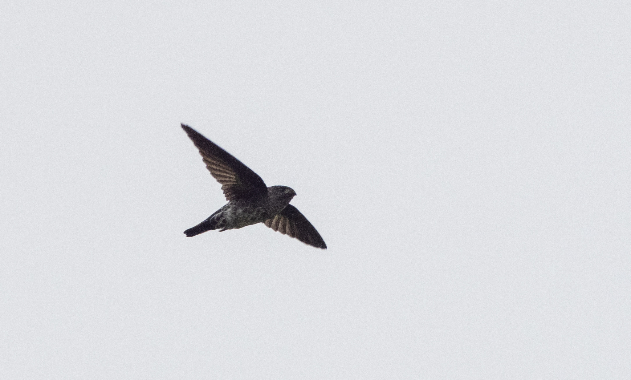 Pygmy Swiftlet (Collocalia troglodytes), photo 10